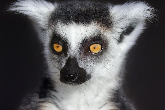Park Entry for a Family of 4 (2 adults and 2 children) - Animal rescue focus, and why it changes your expectations