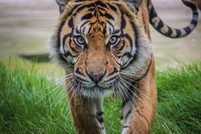 Port Lympne Day Ticket - Price and value: is $48.06 a fair deal for a day ticket?