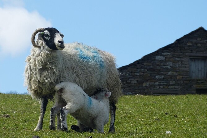 Private "All Creatures Great and Small" Yorkshire Dales Tour from York - Stop 4: Hawes Break and Wensleydale Creamery Time