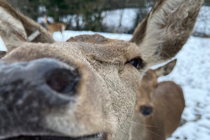 Private Deer Park Tour and Day Out in Leek - Sprinks Farm Deer Park near Leek: the simple idea behind a great wildlife hour