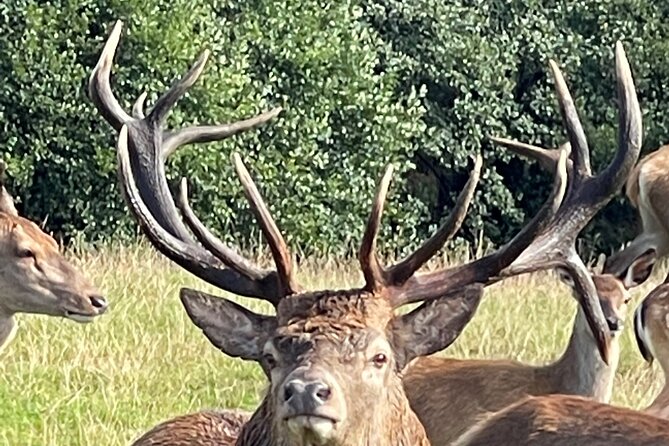 Private Deer Park Tour and Day Out in Leek - Red and fallow deer in the wild setting: what you are aiming to see