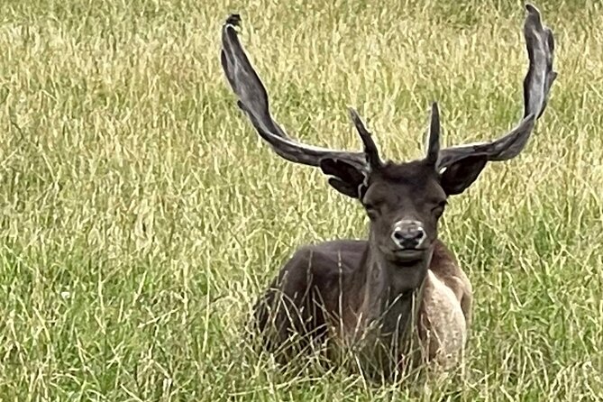 Private Deer Park Tour and Day Out in Leek - The briefing on British wild deer (and the feeding possibility)