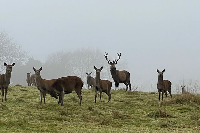 Private Deer Park Tour and Day Out in Leek - Timing and where you meet in Leek so you do not lose daylight