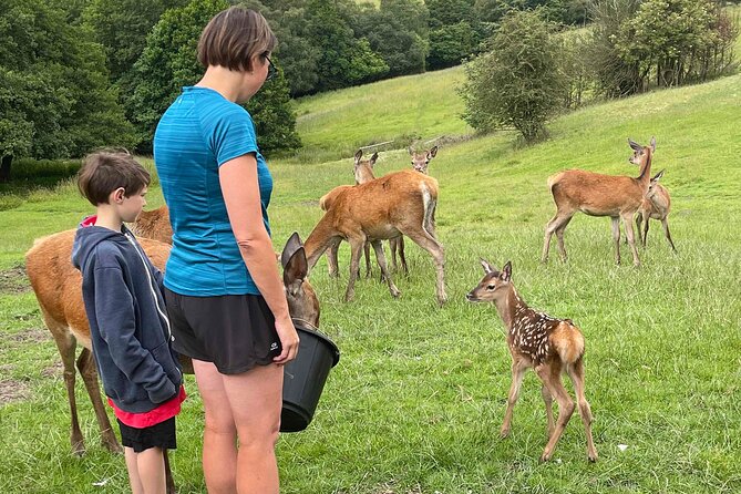 Private Deer Park Tour and Day Out in Leek - Price and value: $30.21 for private wildlife plus coaching