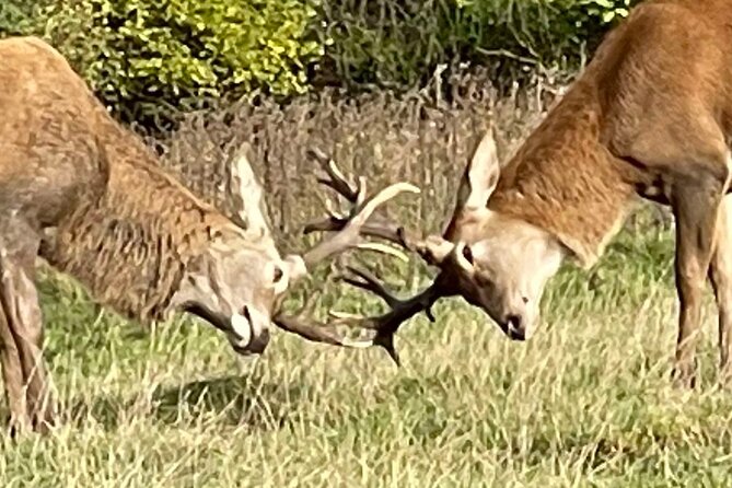 Private Deer Park Tour and Day Out in Leek - Weather and comfort: what can cancel, and what to bring anyway