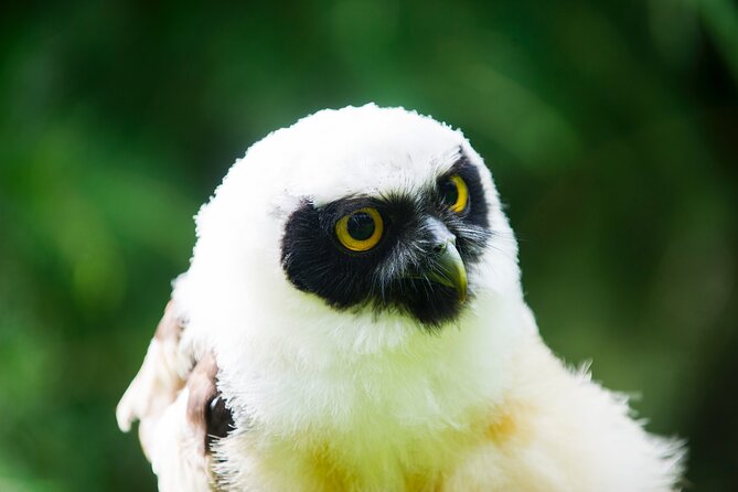 Private Family Bird of Prey Experience in Carlisle - What you actually do in the one-hour bird session