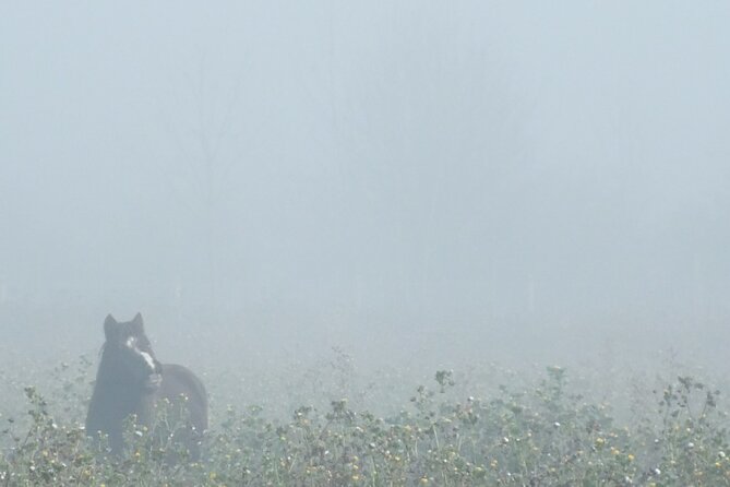 Private Miniature Horse Walking near Lincoln - Price and value: what you are paying for