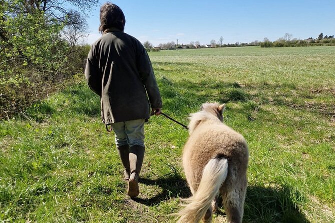 Private Miniature Horse Walking near Lincoln - What to bring, what to wear, and who this suits best