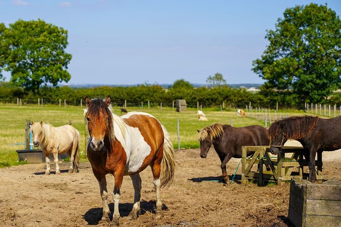 Private Miniature Horse Walking near Lincoln - Birthday cake and special touches that matter
