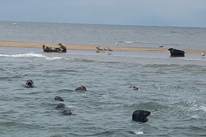 Scroby Sands Seal Watching - The 90-minute rhythm: Lowestoft views, then seal watching