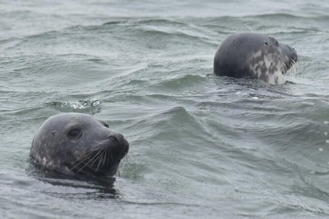 Scroby Sands Seal Watching - Crew style: safety-first, friendly, and focused on your comfort