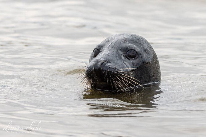 Scroby Sands Seal Watching - Who should book this seal watching cruise?
