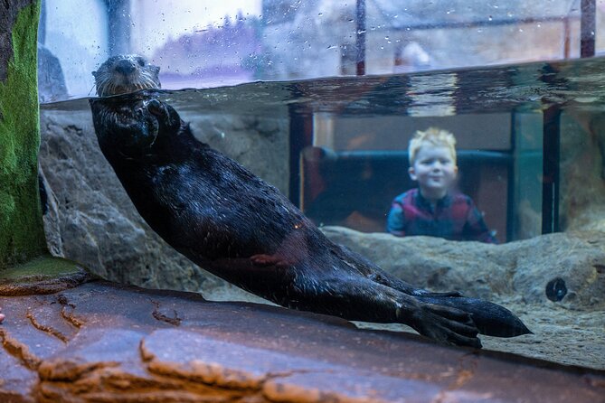 SEA LIFE Birmingham Admission Ticket - Key highlights at SEA LIFE Birmingham