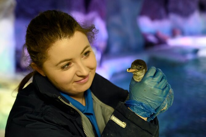 SEA LIFE Birmingham Admission Ticket - Stop 1: Ozzy and Ola, the UK sea otters