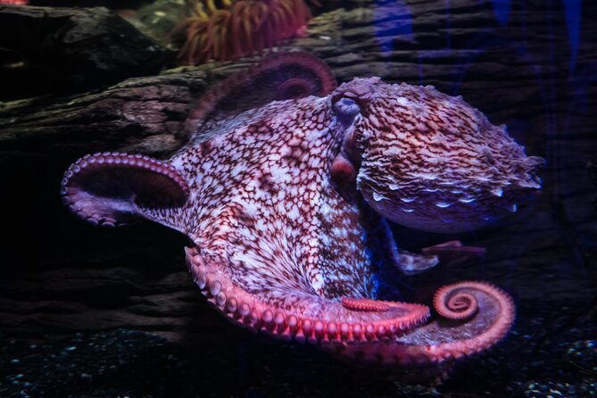 SEA LIFE Birmingham Admission Ticket - How long it really takes (2 hours can mean a lot)