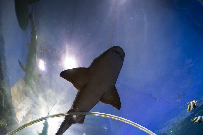 SEA LIFE Birmingham Admission Ticket - Mobile ticket check-in and getting there by transit