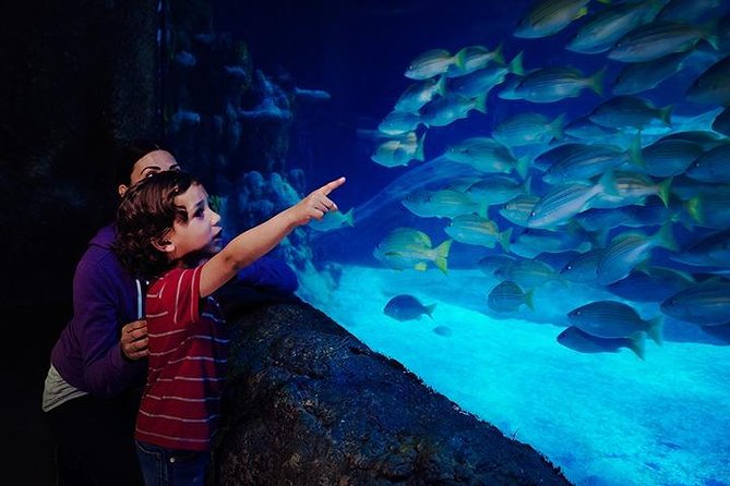 SEA LIFE Blackpool Admission Ticket - A short, high-impact aquarium visit in Blackpool