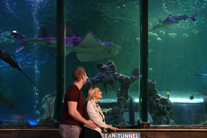 SEA LIFE Blackpool Admission Ticket - Seahorse Kingdom: endangered breeding and colorful tankmates