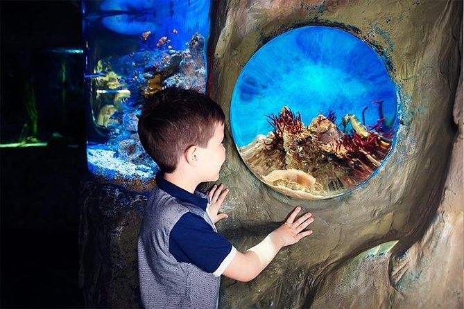 SEA LIFE Blackpool Admission Ticket - Jungle walkthrough: turtles, chameleons, frogs, and Piranha