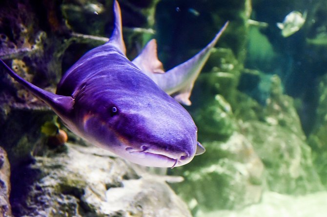 SEA LIFE Brighton Admission Ticket - Claws Exhibit: Crabs, Armor, and the Scale of the Japanese Spider Crab
