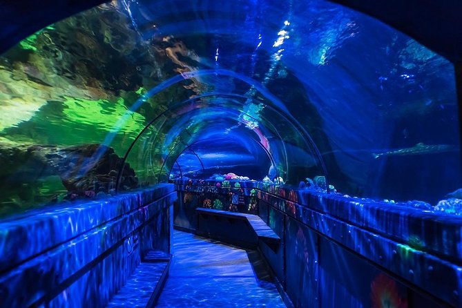 SEA LIFE Brighton Admission Ticket - How to Pace Your 2-Hour Visit Without Missing the Best Bits