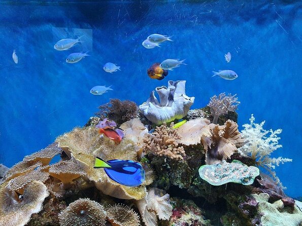 SEA LIFE Great Yarmouth General Admission - Key highlights worth aiming for