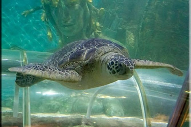 SEA LIFE Great Yarmouth General Admission - Tropical Ocean Display and Tunnel: The Main Event, With a Big Closure Warning
