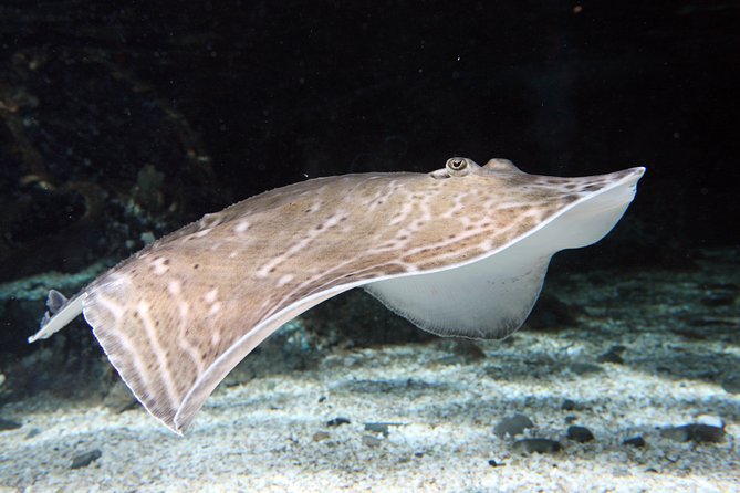 SEA LIFE Great Yarmouth General Admission - Crocodile Enclosure and Shark Viewing: Up-Close, Not Just Far Away