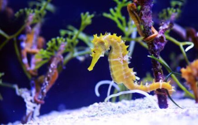 SEA LIFE London Aquarium Admission Ticket - Price and value: is $38.48 worth it?
