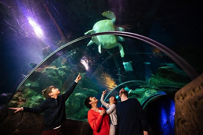 SEA LIFE London Aquarium Admission Ticket - The three-floor route: elevator down, tunnel through, then the action