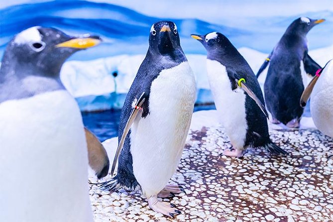 SEA LIFE London Aquarium Admission Ticket - Pacific Zone and the Shark Walk: the moment you actually remember