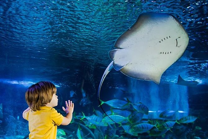SEA LIFE Manchester Admission Ticket - Quick hits you will actually use