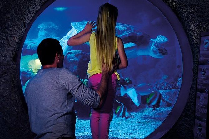 SEA LIFE Manchester Admission Ticket - Turtle Beach 3D projection, then right into the action