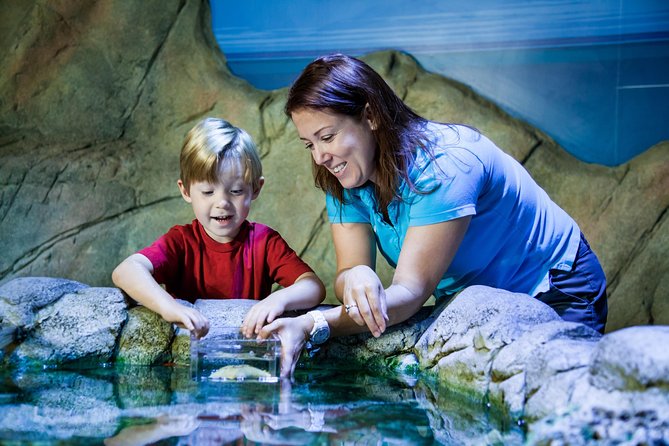 SEA LIFE Manchester Admission Ticket - The shipwreck world: Octopus Prime and the wait before sharks