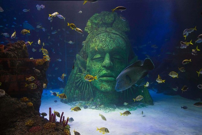 SEA LIFE Manchester Admission Ticket - The glass tunnel, Ernie overhead, and the Napoleon wrasse