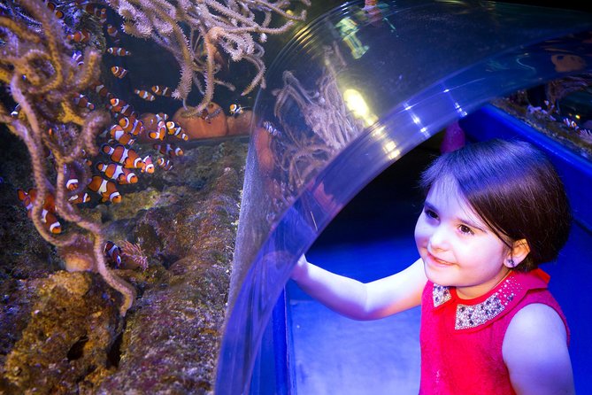SEA LIFE Manchester Admission Ticket - Stingray Bay: calm watching with big character