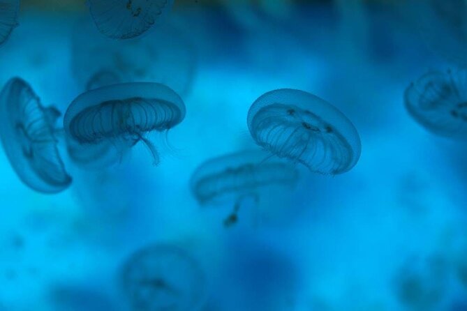 SEA LIFE Weymouth Admission Ticket - Getting there without a headache: mobile tickets and nearby transit