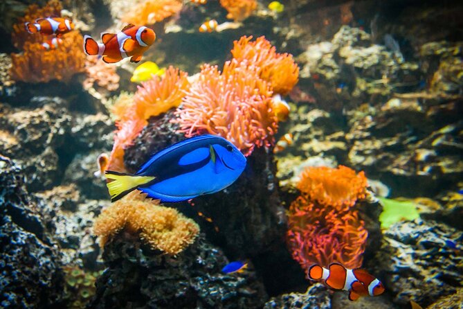 SEA LIFE Weymouth Admission Ticket - Who will enjoy this most?