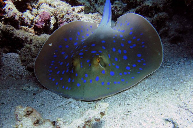 SEA LIFE Weymouth Admission Ticket - FAQ