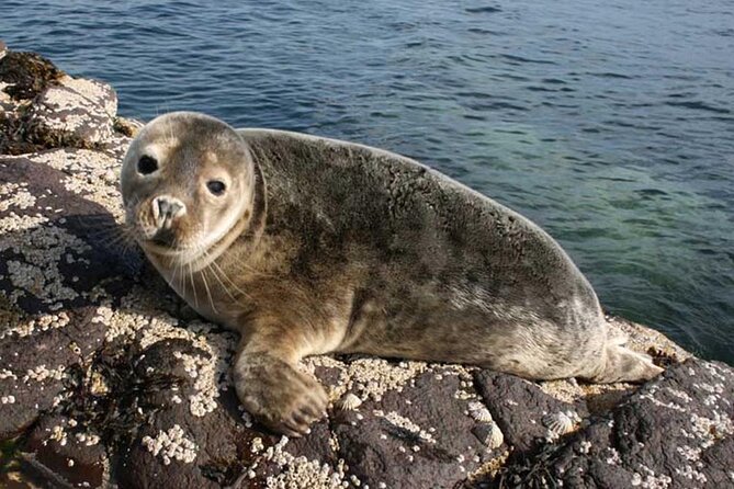 Seabird & Seal Farne Islands Cruise. 1.5 hours long. Departing from Seahouses. - Key Highlights Worth Your Time