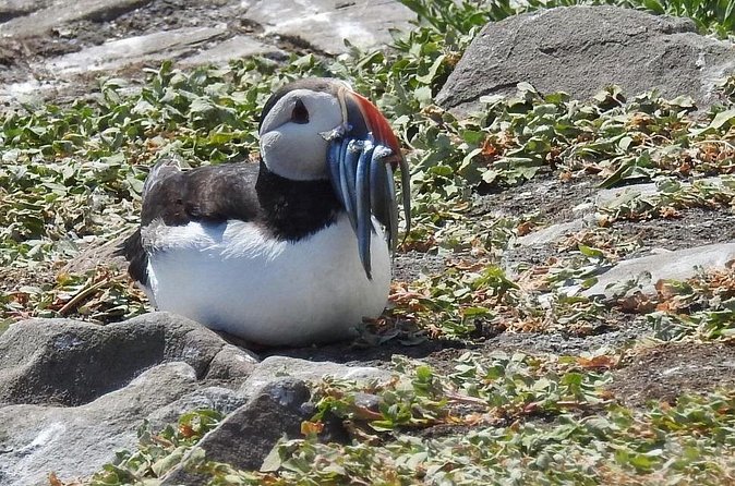 Seabird & Seal Farne Islands Cruise. 1.5 hours long. Departing from Seahouses. - Wildlife Spotting Plan: Seals and Seabirds All Year, Puffins in May to July