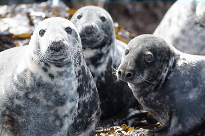 Seabird & Seal Farne Islands Cruise. 1.5 hours long. Departing from Seahouses. - Longstone Lighthouse and Grace Darling’s Rescue Story, Guided by George