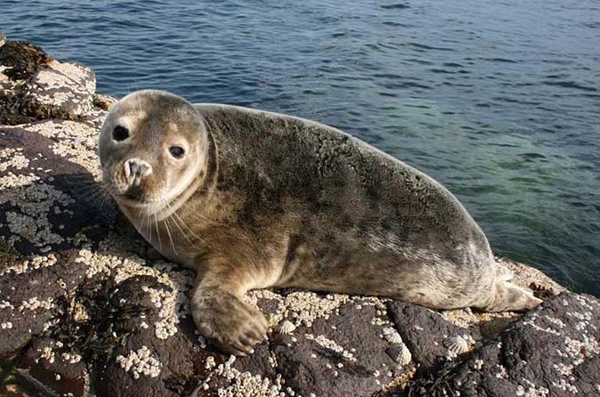 Seabird & Seal Farne Islands Cruise. 1.5 hours long. Departing from Seahouses. - Price and Value: Is $27.42 a Smart Deal for This Cruise?
