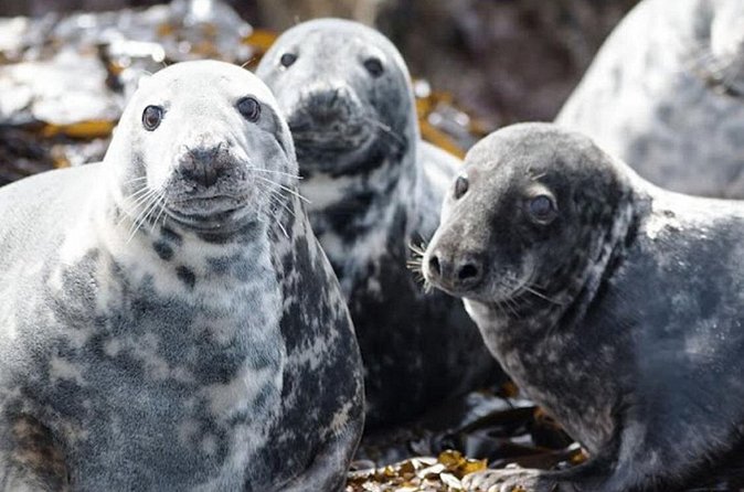 Seabird & Seal Farne Islands Cruise. 1.5 hours long. Departing from Seahouses. - Who This Cruise Fits Best in Real Life