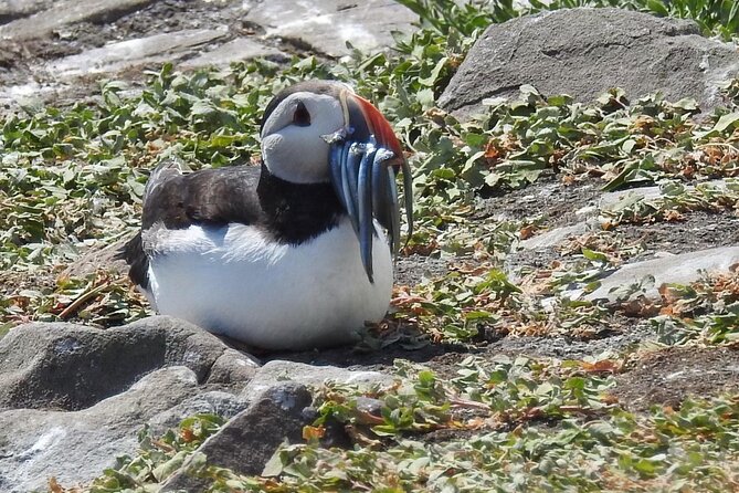 Seabird & Seal Farne Islands Cruise. 1.5 hours long. Departing from Seahouses. - The Main Sail Around the Farnes: Expert Narration From a Lighthouse World