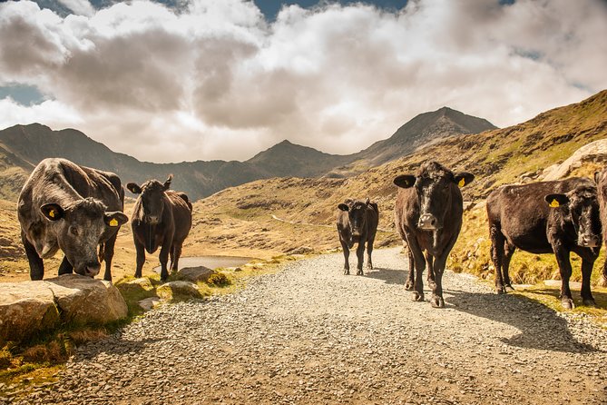 Snowdonia & Chester Day Tour from Manchester Including Admission - Guide style and onboard support that improves the day