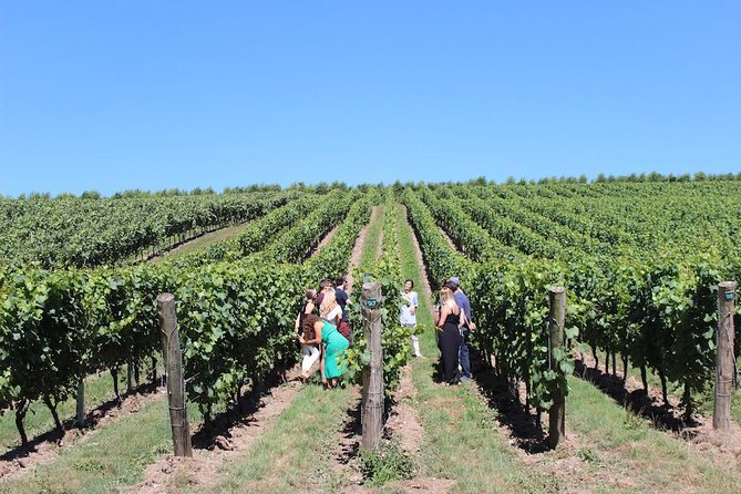 Sussex Vineyard & Winery Bus Tour on Iconic Vintage London Bus - What I’d Pack and How to Plan Your Day