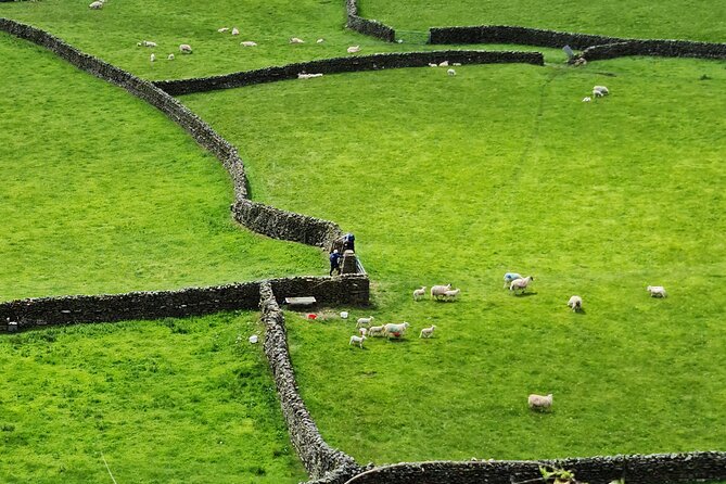 The Yorkshire Dales of All Creatures Great & Small - Why This Yorkshire Dales Trip Feels Different From the Usual Day Tours
