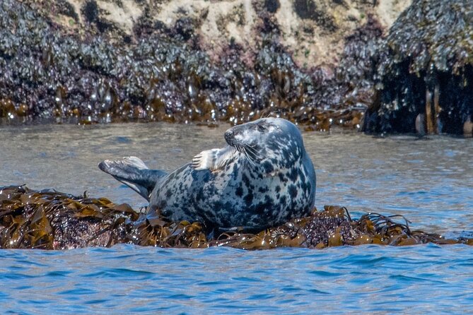 Torquay Coastal RIB Seafari - On the Water: Seals, Dolphins, Porpoises, and Seabirds