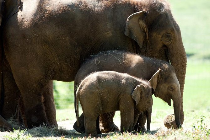 Whipsnade Zoo Entry Ticket - Key highlights worth planning around